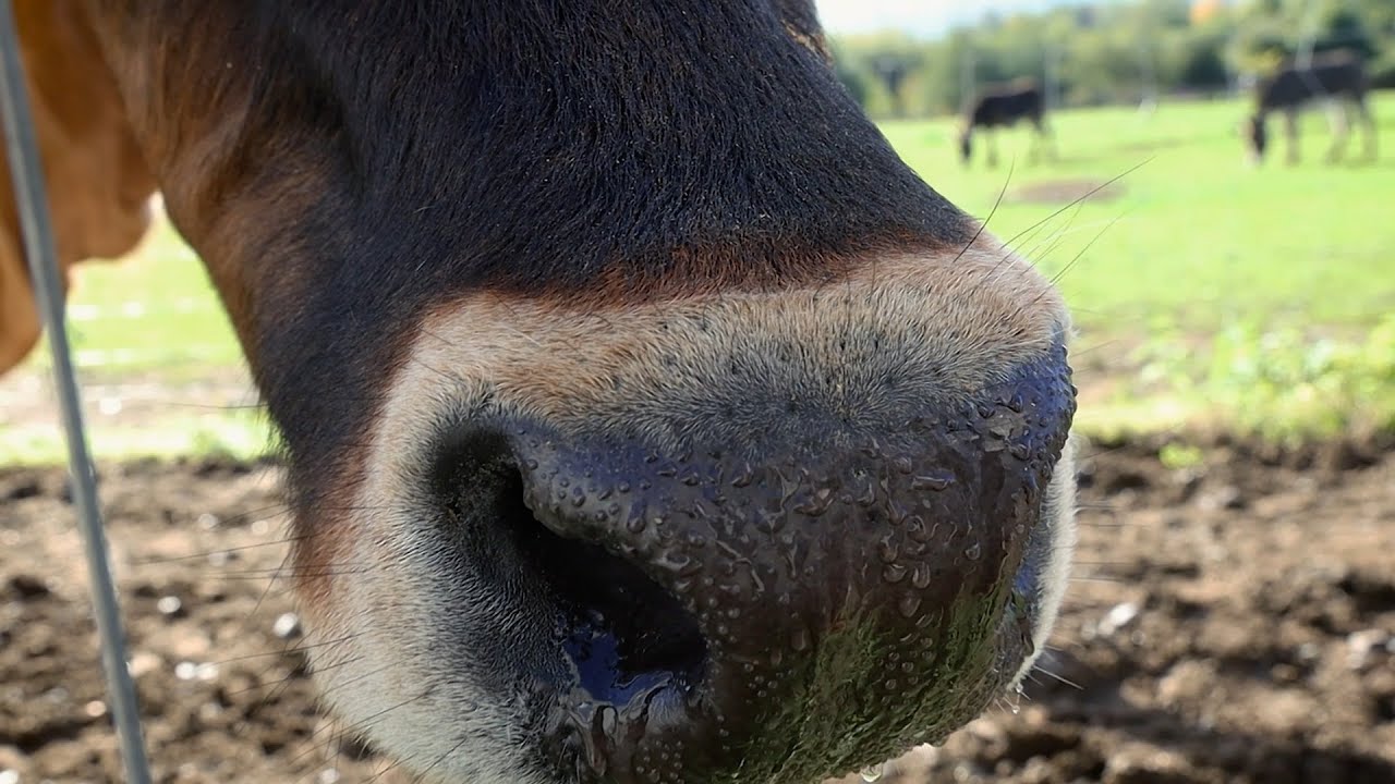 Dripping Wet Cow Nose - Extreme Close Up, Ireland