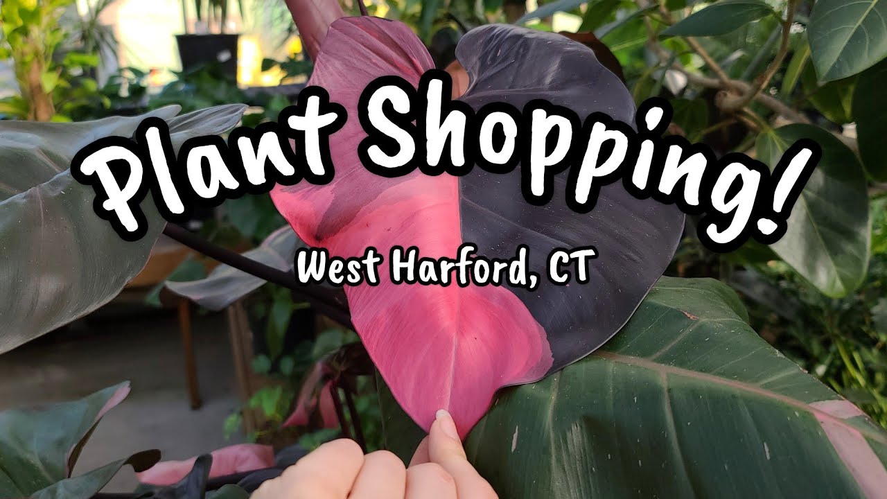 Plant Shopping at Moscarillo's! 🌿 a relaxing walk through the greenhouse 💕
