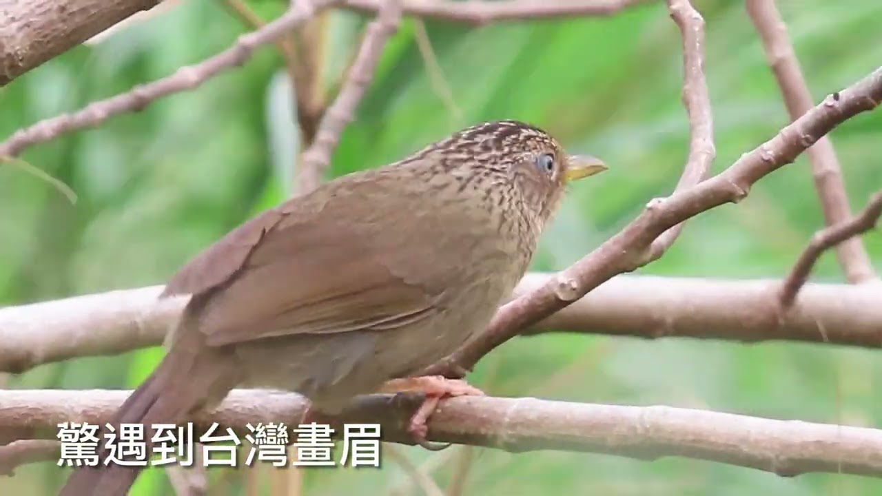Joseph走台灣#27 花蓮「吉安車站」到「志學車站」23公里 累計徒步環島458公里 （2022/3/2）