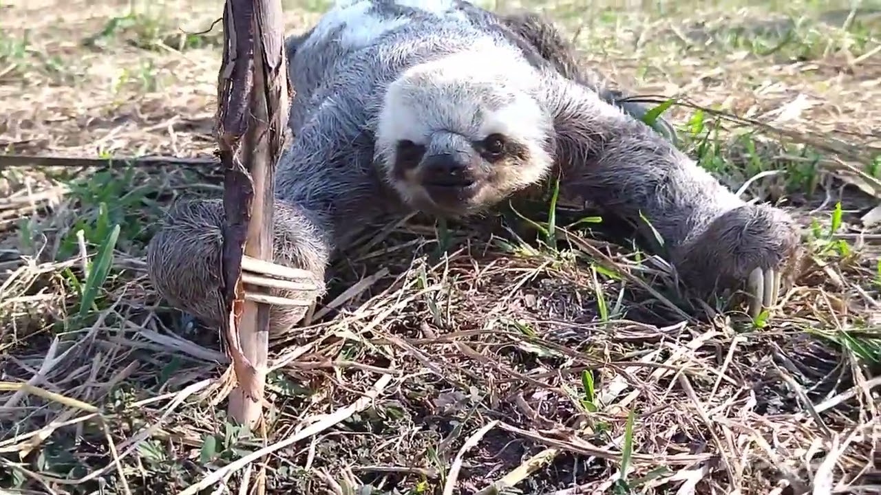 our sloth Freddy climbing and crawling.