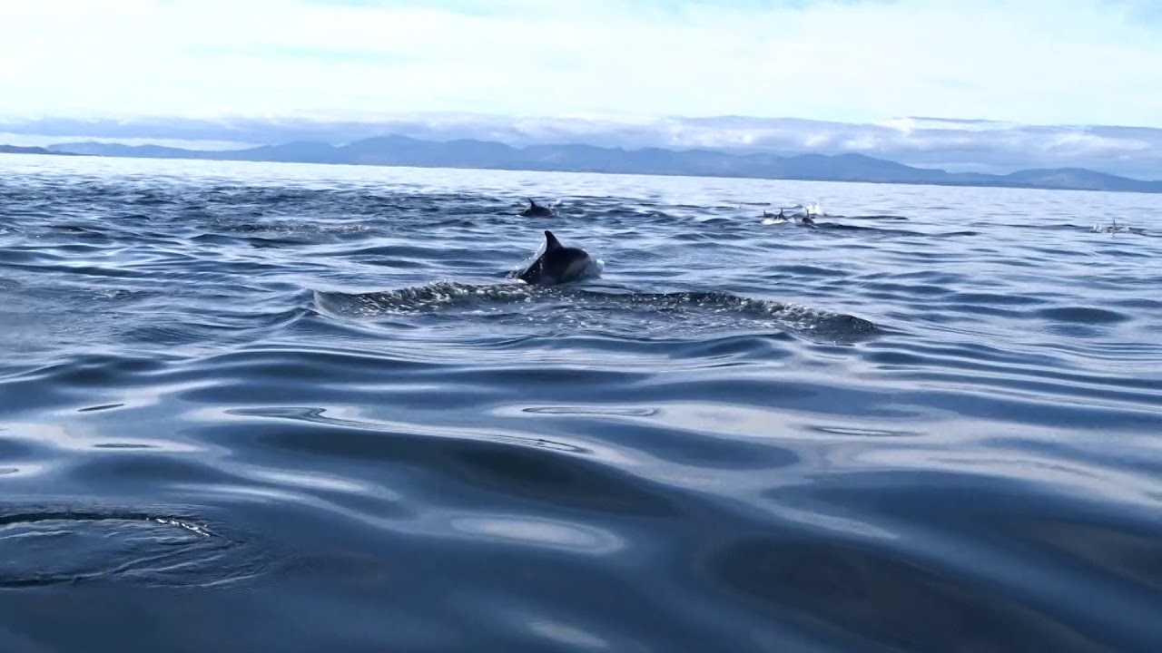 Dolphins in Gairloch Loch 08 09 18