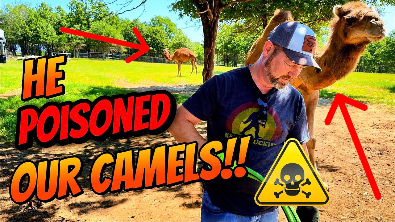 He Accidentally Poisoned the Camels!