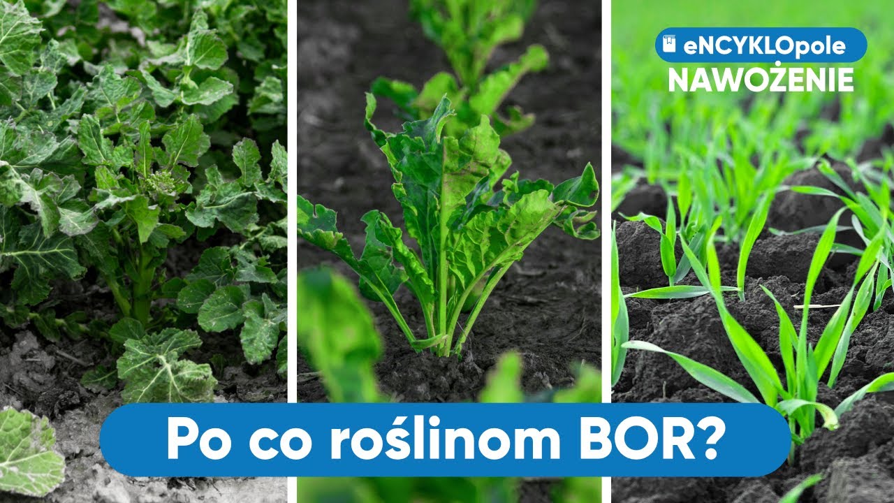 Prof. Potarzycki radzi, po co roślinom BOR? Poznajemy mikroelementy. Zboża, buraki, rzepak | e-pole