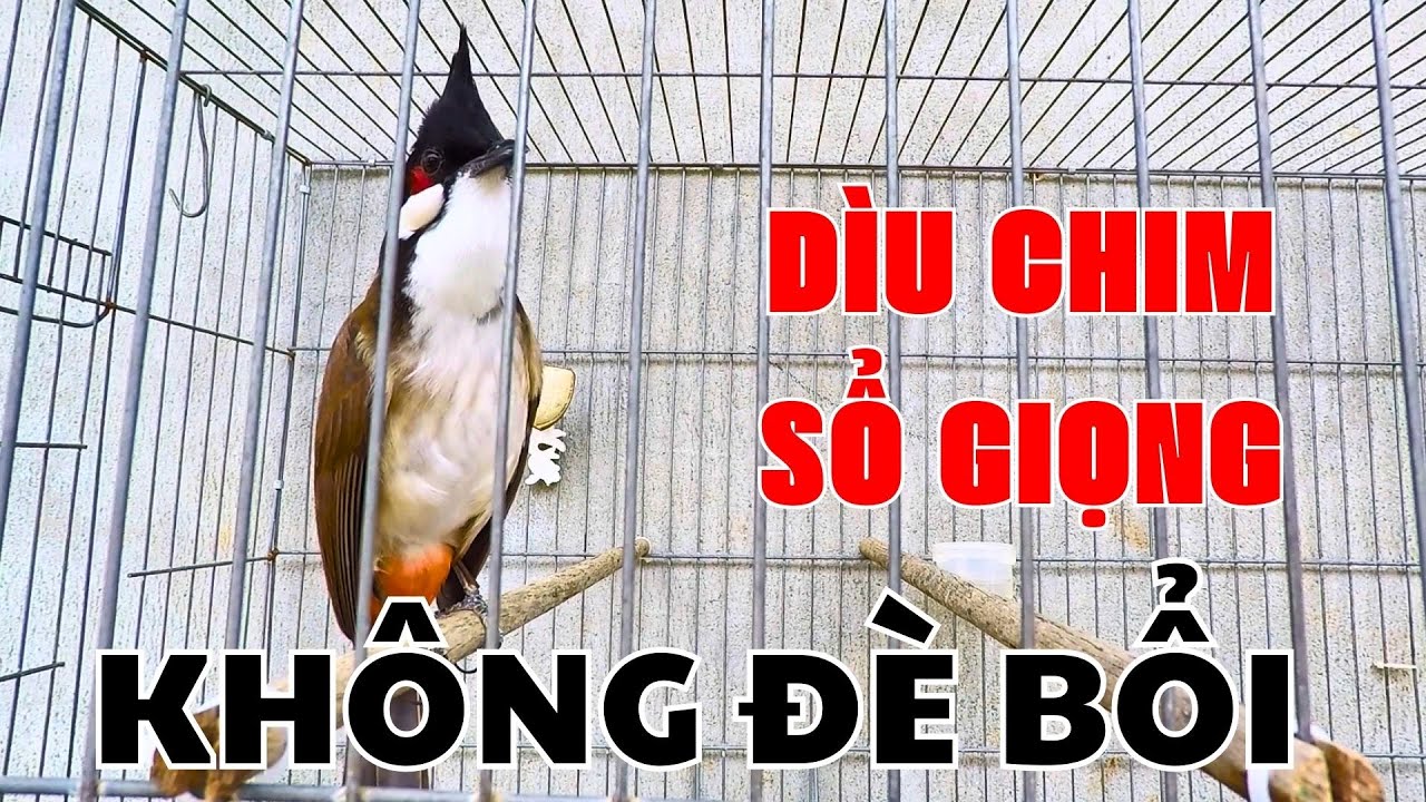luyện cho ch&agrave;o m&agrave;o bổi h&oacute;t | ch&agrave;o m&agrave;o luyện giọng h&oacute;t s&aacute;ng k&iacute;ch bổi yếu lửa ra &acirc;m. ch&agrave;o m&agrave;o h&oacute;t s&aacute;ng