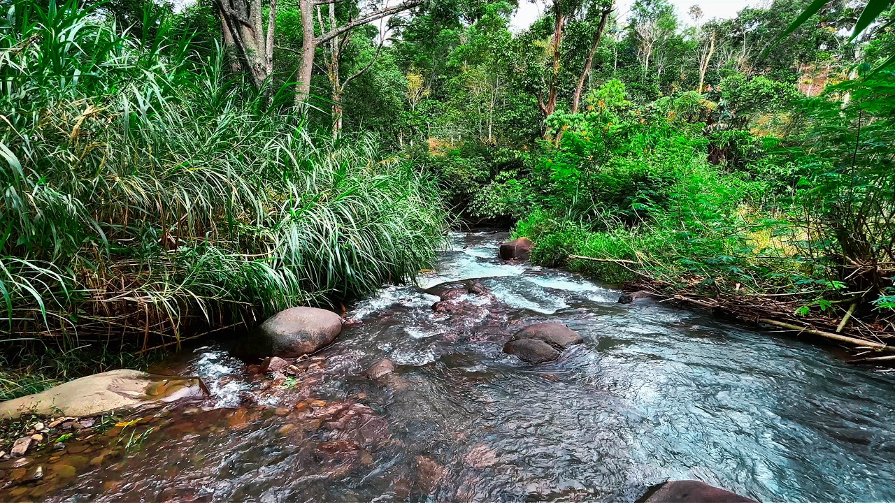 Sleep Instantly with Serene River Stream Over Natural Rocks & Soothing Water Sounds in Quiet Forest