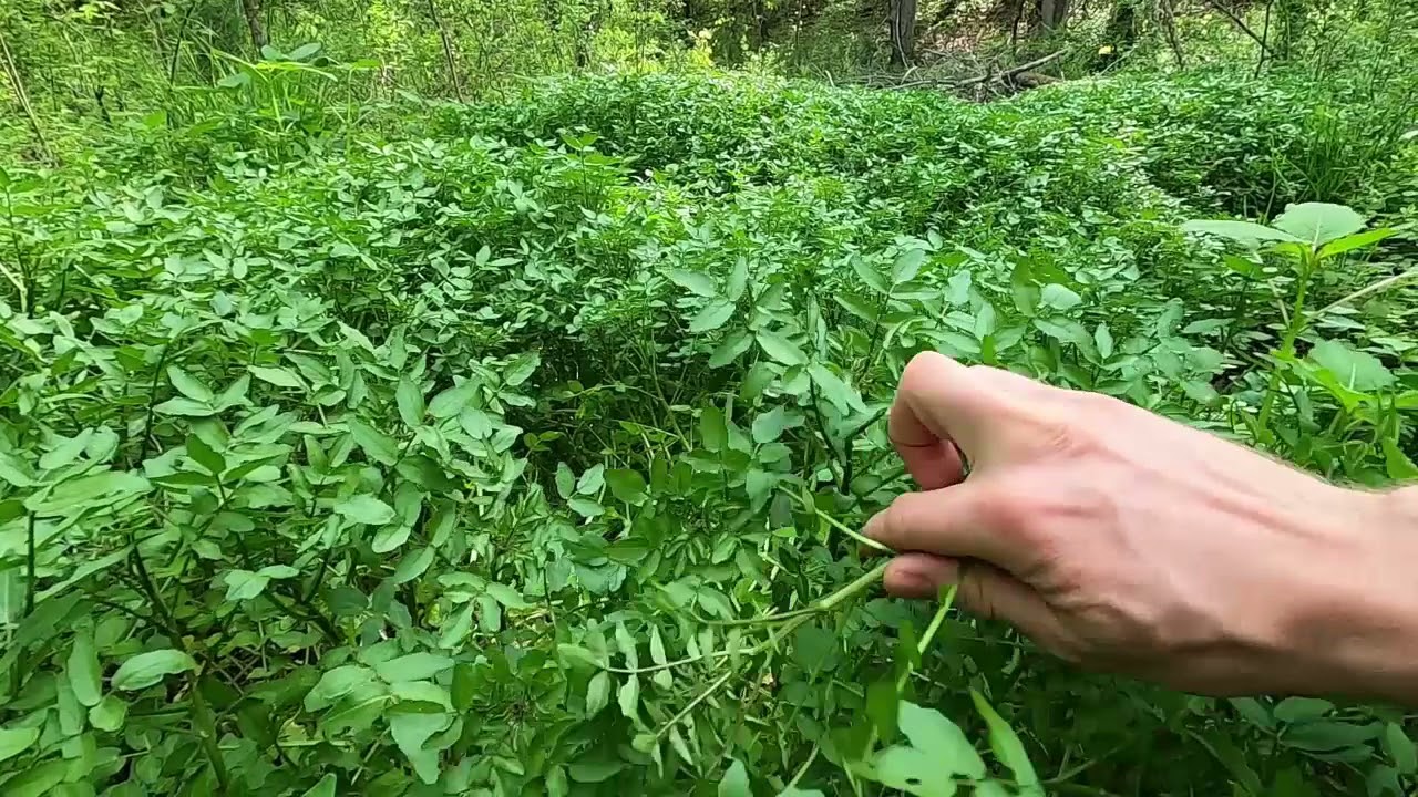 Foraging for Wild Edibles - Watercress