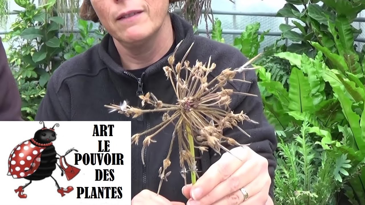 Tuto Jardinage: pélargoniums zonale: Comment récolter des graines: (géranium)