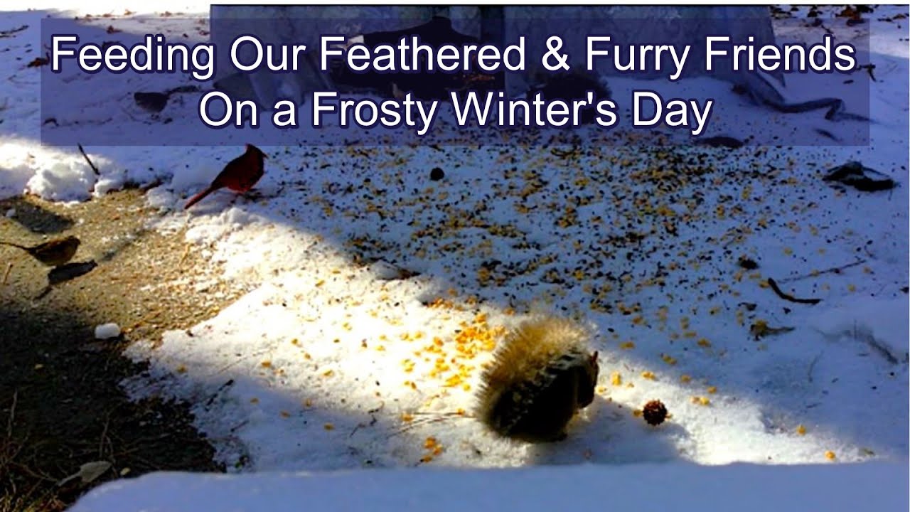 Feeding Our Feathered & Furry Friends On a Frosty Winter’s Day