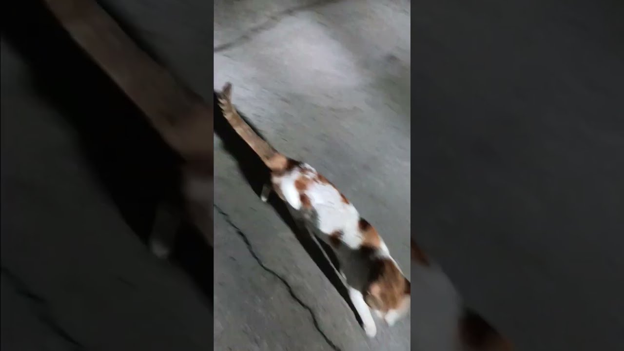 Ms kitty