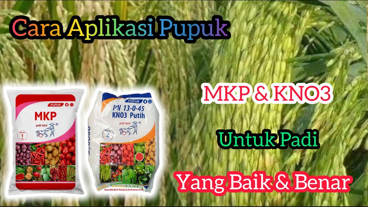 Cara Aplikasi Pupuk MKP Dan KNO3 Untuk Tanaman Padi Yang Baik Dan Benar.