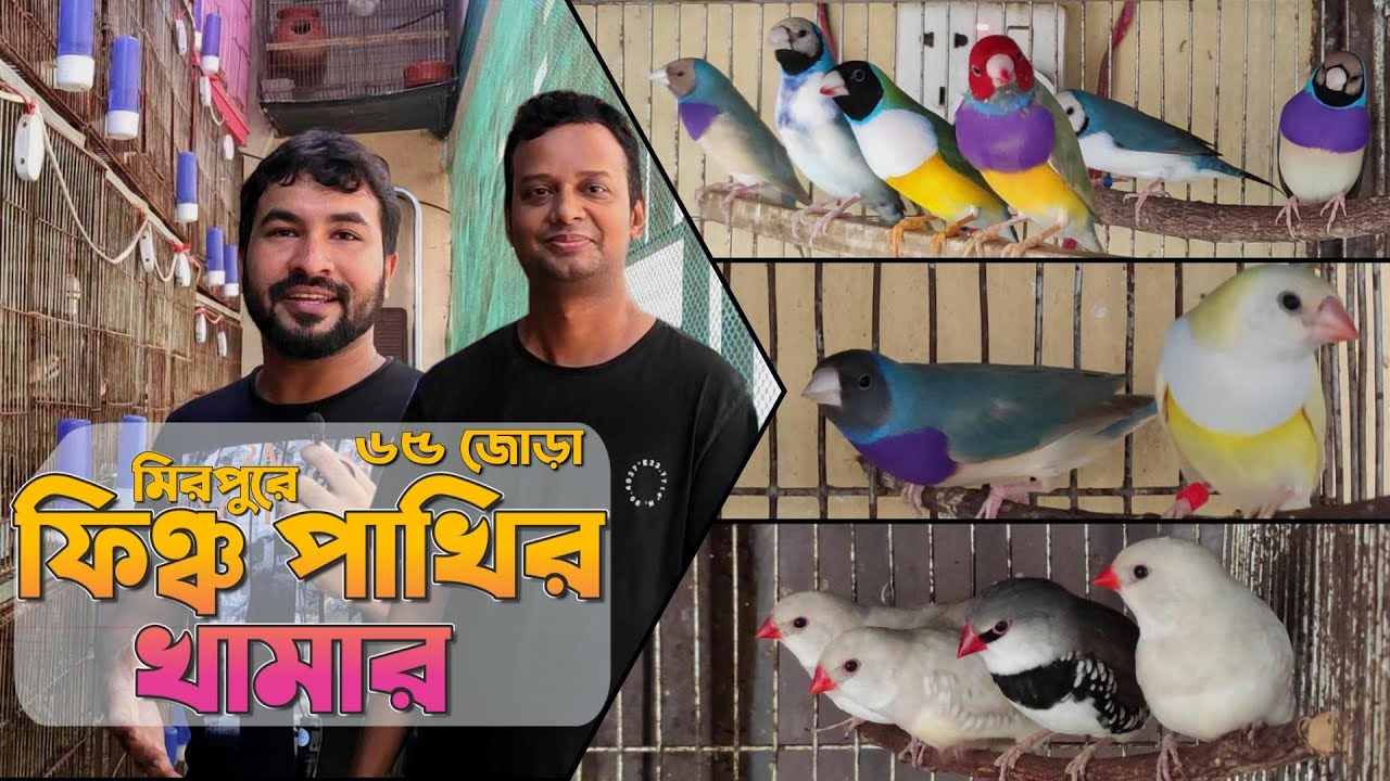 বারান্দায় ৬৫ জোরা ফিঞ্চ পাখির বিশাল খামার | মিরপুর পাখি পালন | MiNi Clips Audio ▶️