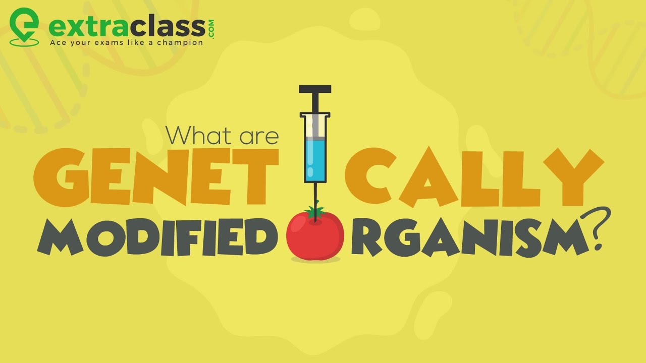 What are Genetically Modified Organism? | Biology | Extraclass.com