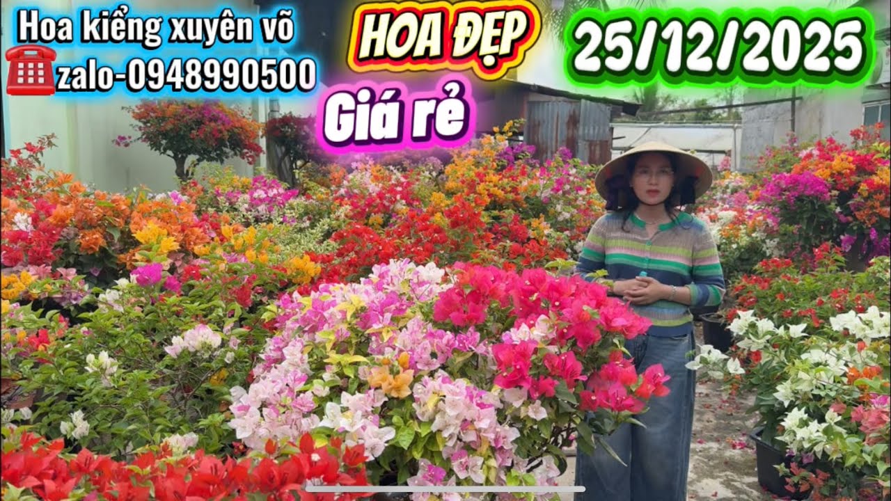Hoa kiểng xuyên võ ngày 25/12/2025 hoa đẹp, nhiều loại đa dạng rực rỡ, bao ship toàn quốc 