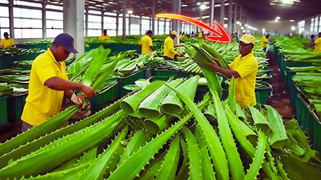 You Won’t Believe How Aloe Vera Gel Is Made in This Factory (Full Process)