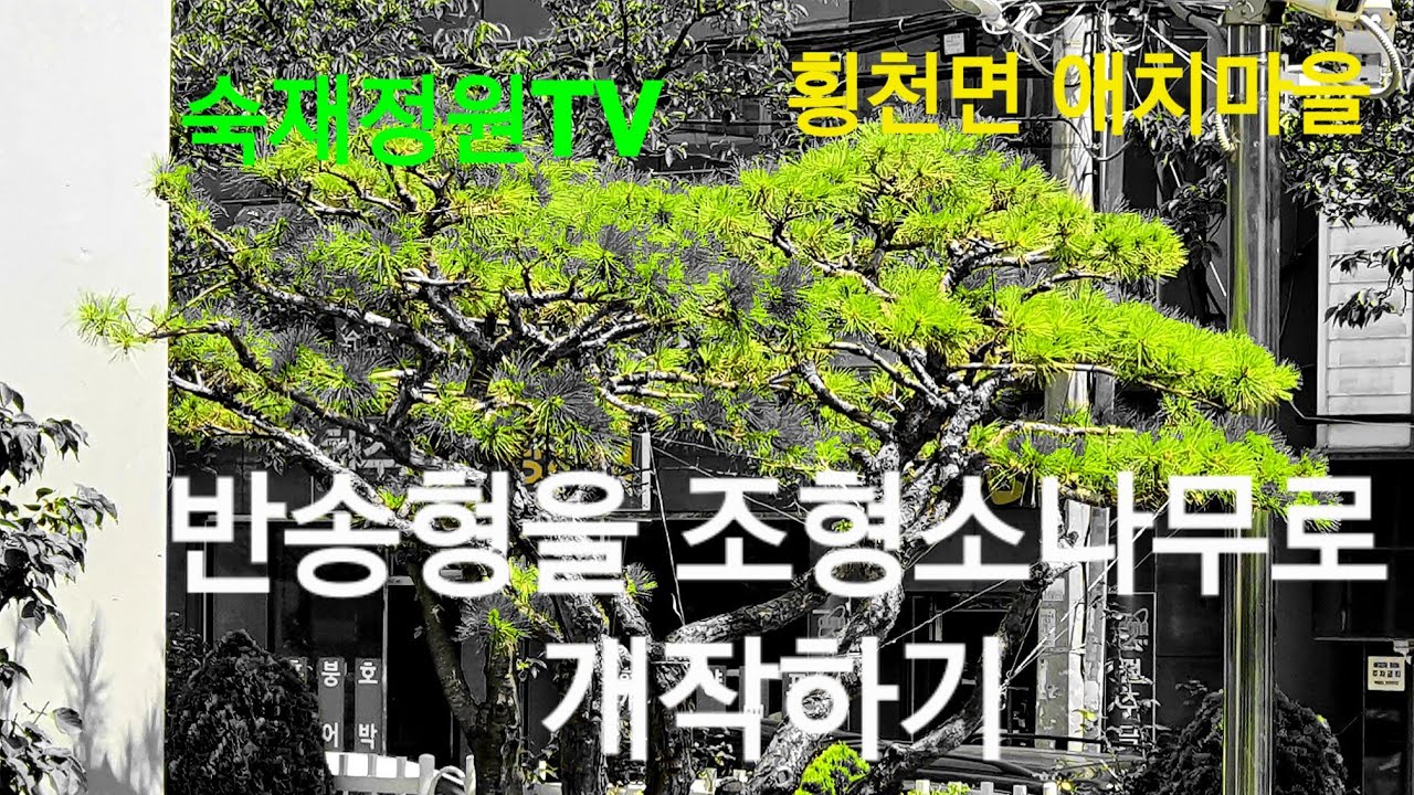반송형을 조형소나무로개작 소나무전정하기 호랑가시나무