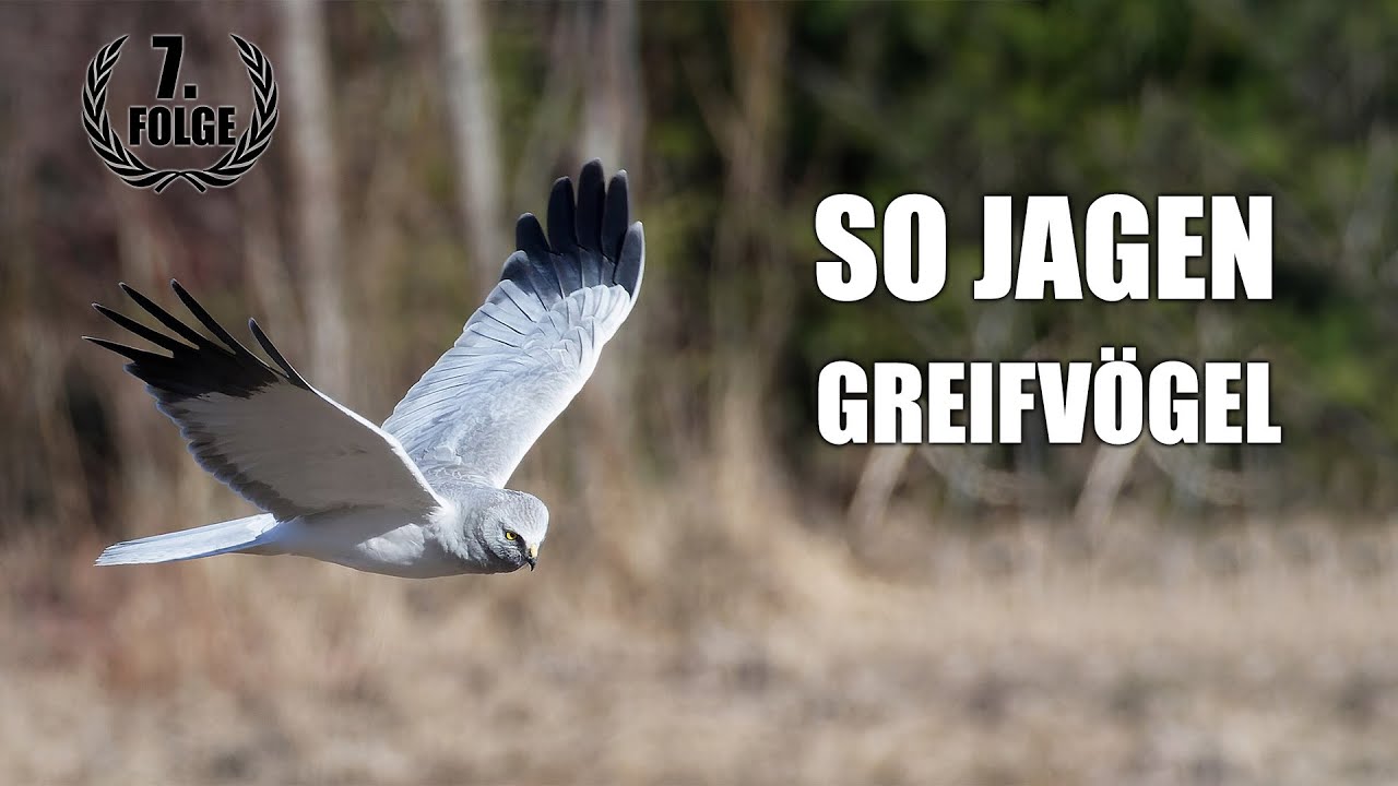 Spektakulär: Greifvögel bei der Jagd | Wildes Schweden Folge 7