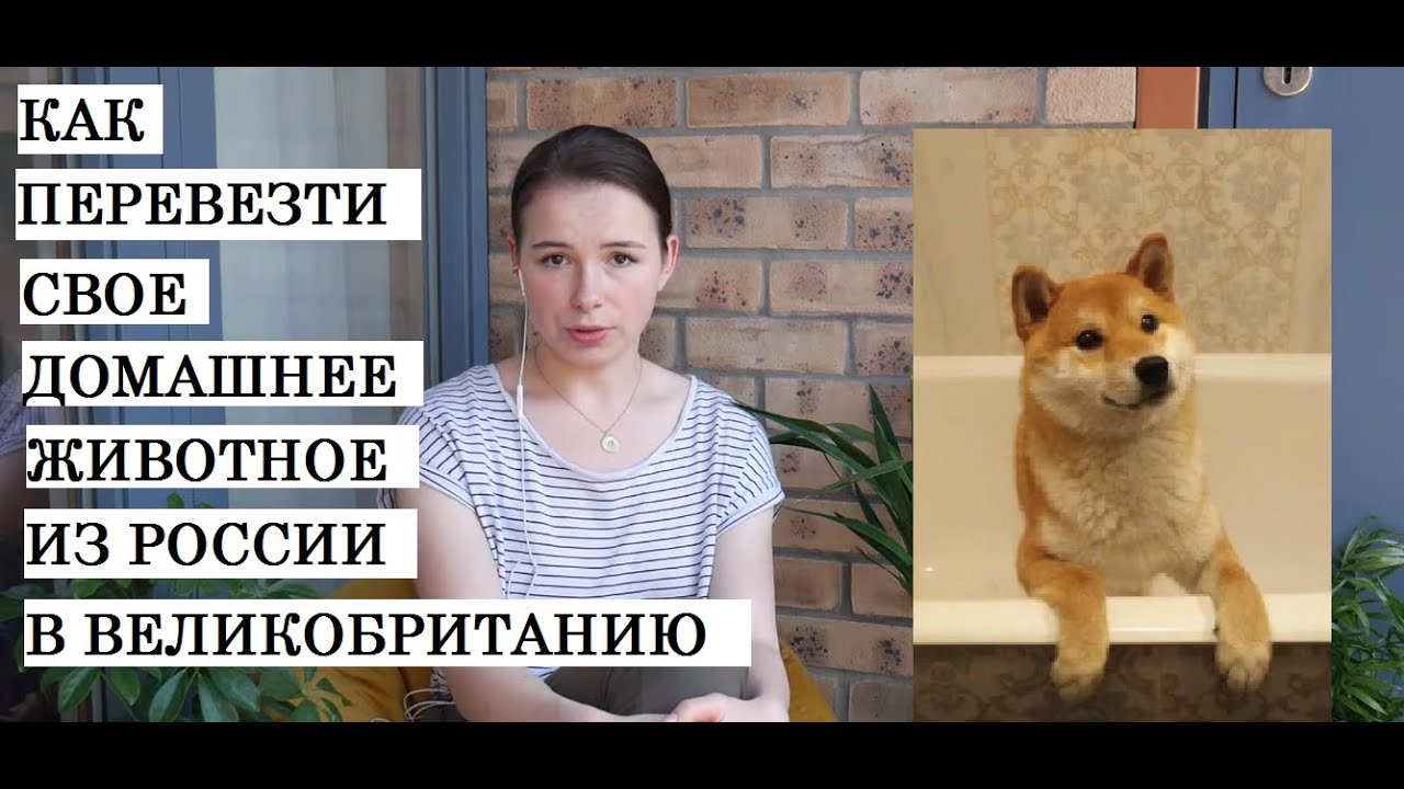 Как перевезти кошку/собаку в Великобританию | Наш опыт
