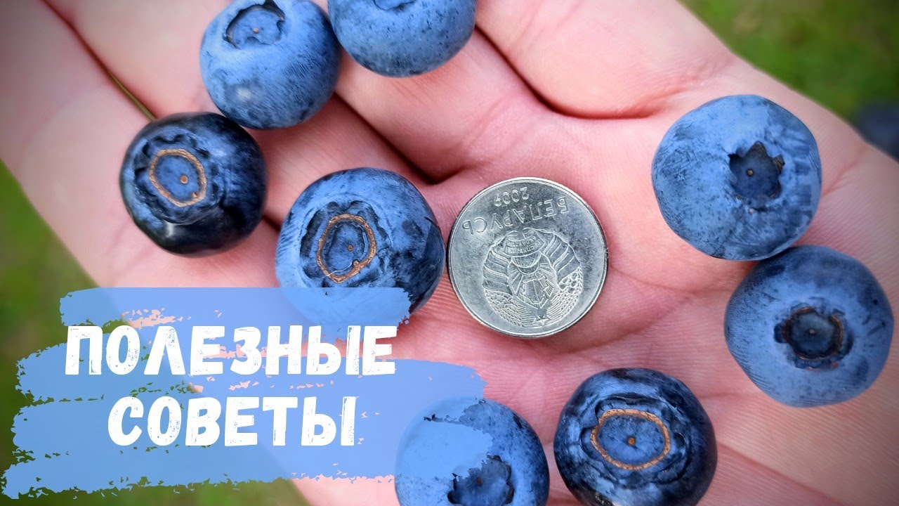 Полезные советы по посадке голубики