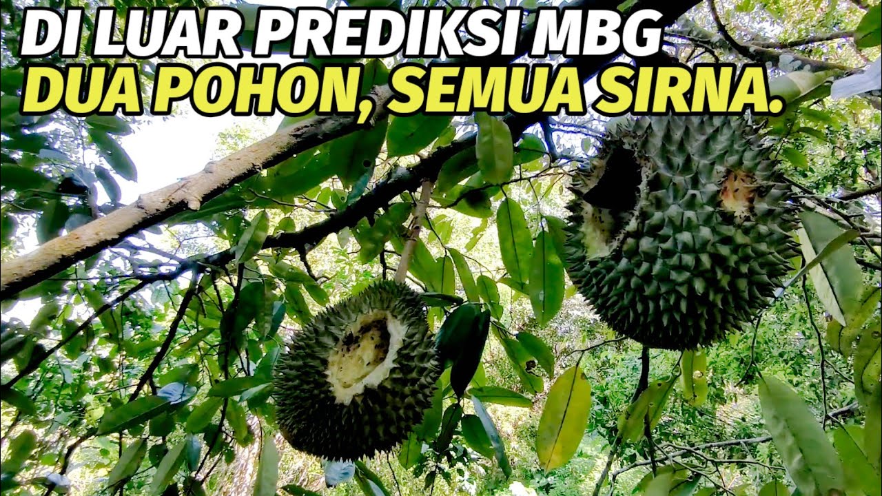Panen durian bekas tupai , rejeki yang tertunda.