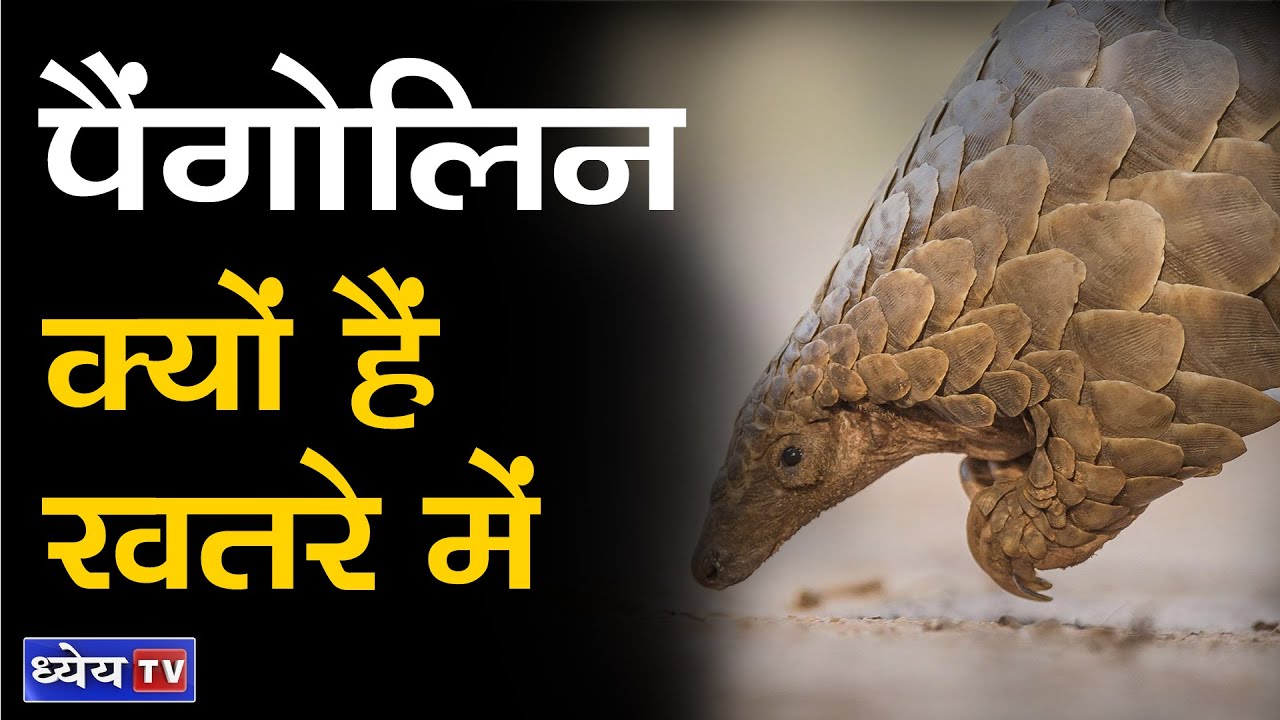 DNS: PANGOLIN: WHY BECOMING ENDANGERED