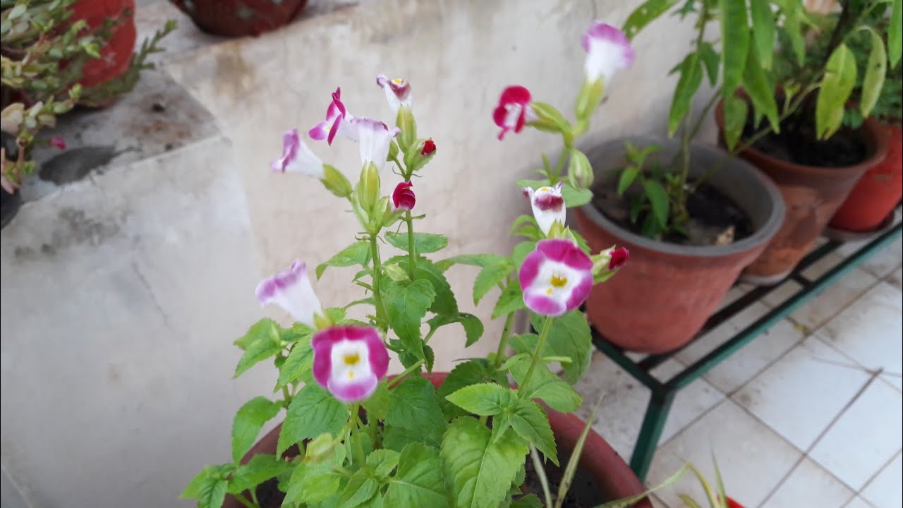 Beautiful Flowering Plant - Torenia || How to Grow and Care Torenia Plant || Care of Torenia Plant
