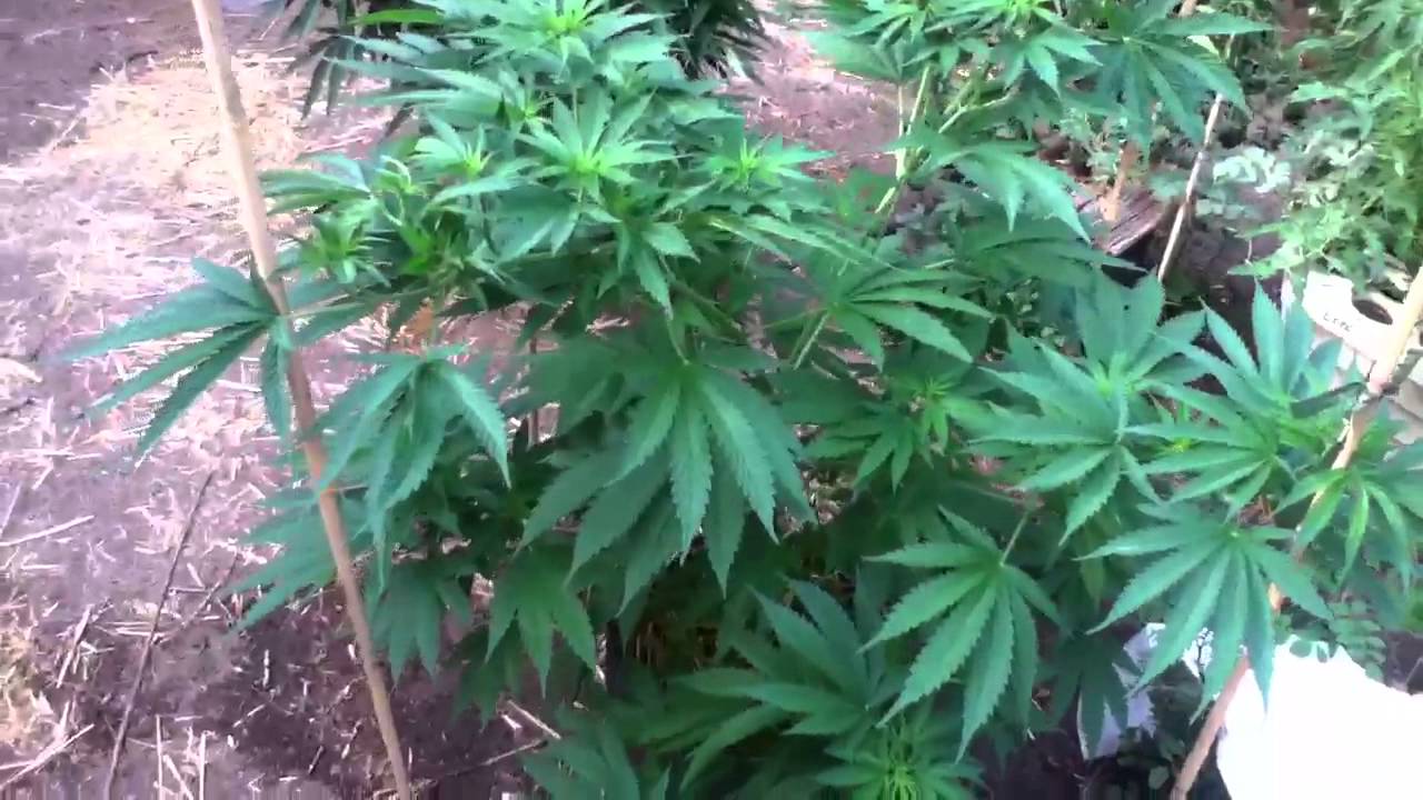 Training for max yield