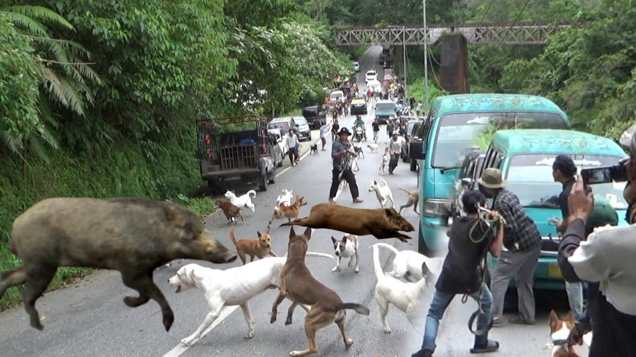TOP VIDIO !!! PENGHUNI KEBUN KELUAR SARANG  MELINTASI J4LAN|AMAZING HUNTING VIDIOS|BEST MOMENT HUNTS