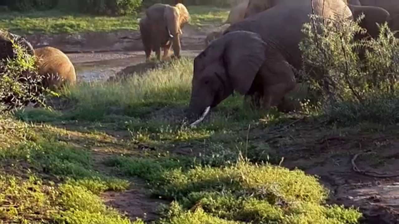 Elephant calf rescue at Mashatu Game Reserve