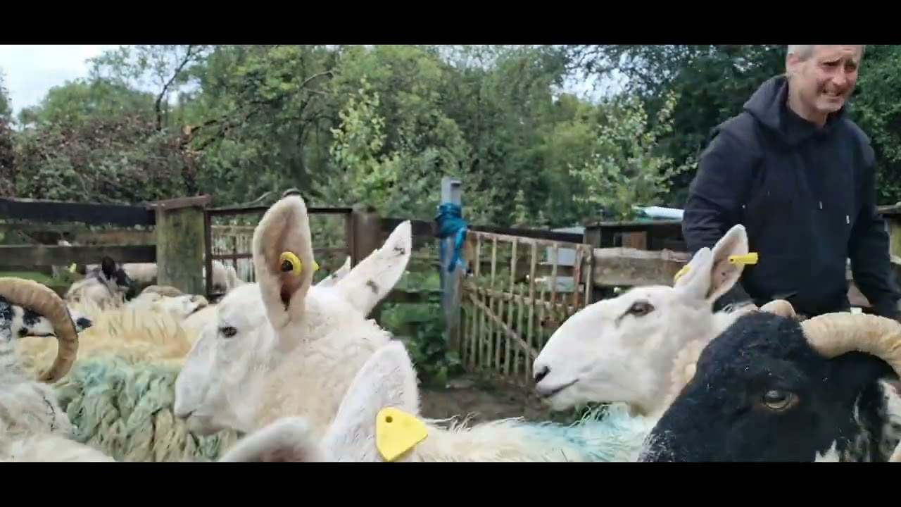 Getting Ready for Lambing Season | Teasers Out, Dosing Done & Ewes to the Ram