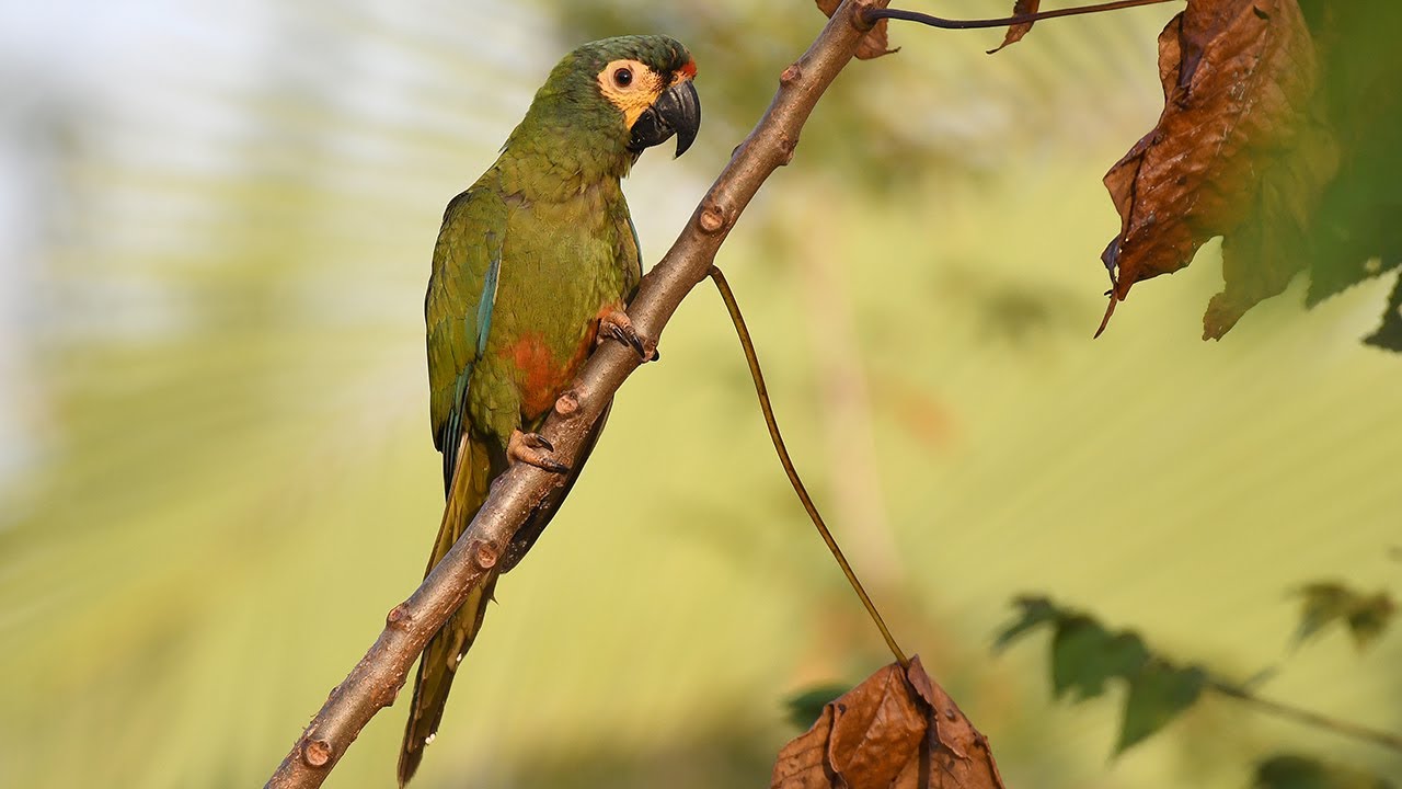 Small Macaws in the wild