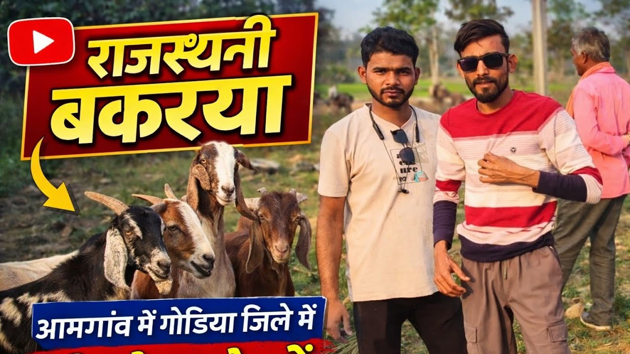 राजस्थानी बकरिया आमगांव मे गोंदिया जिले मे रिजनेबल रेट मे 