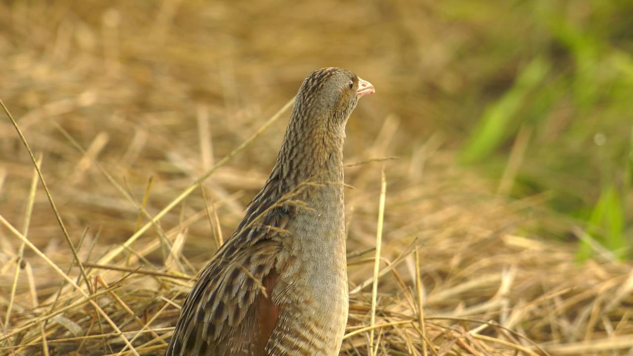 Corncrake (Crex crex) / Haris 4K