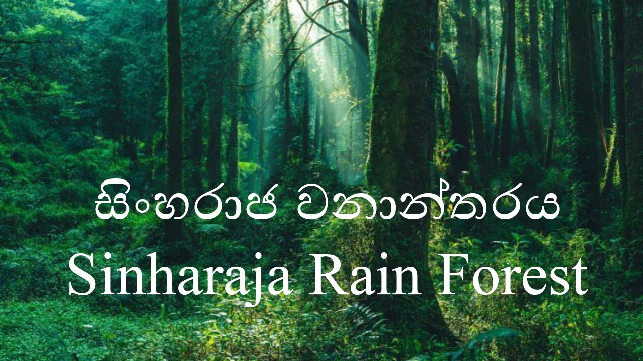 සිංහරාජ වනාන්තරය | Sinharaja Forest | Sinharajaya | සිංහරාජ | ශ්රී ලංකාවේ වැසි වනාන්තර | සිංහරාජය
