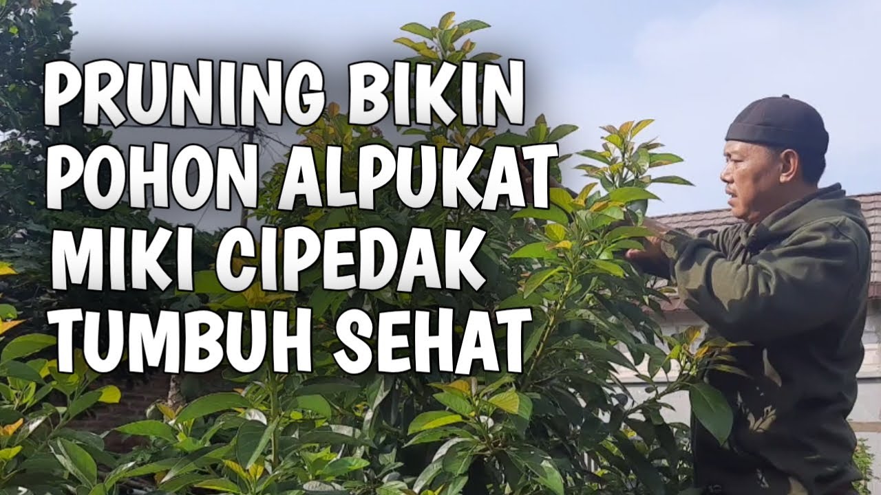 PRUNING BIKIN POHON ALPUKAT MIKI CIPEDAK TUMBUH SEHAT !! Eps. 43