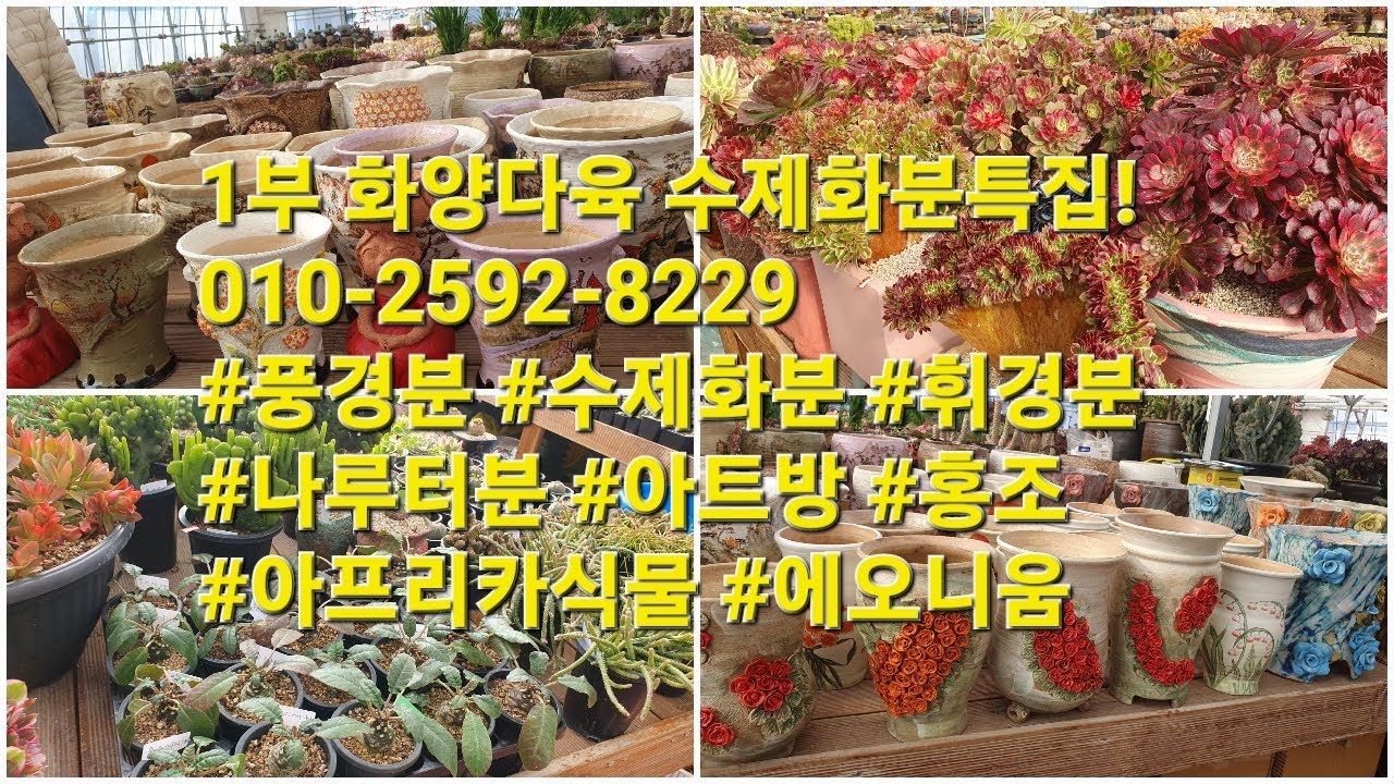 1부 화양다육 수제화분특집!010-2592-8229 #풍경분 #수제화분 #휘경분 #나루터분 #아트방 #홍조 #아프리카식물 #에오니움