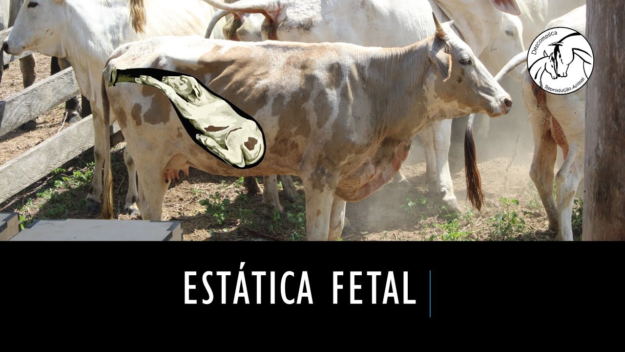 Estática fetal veterinária