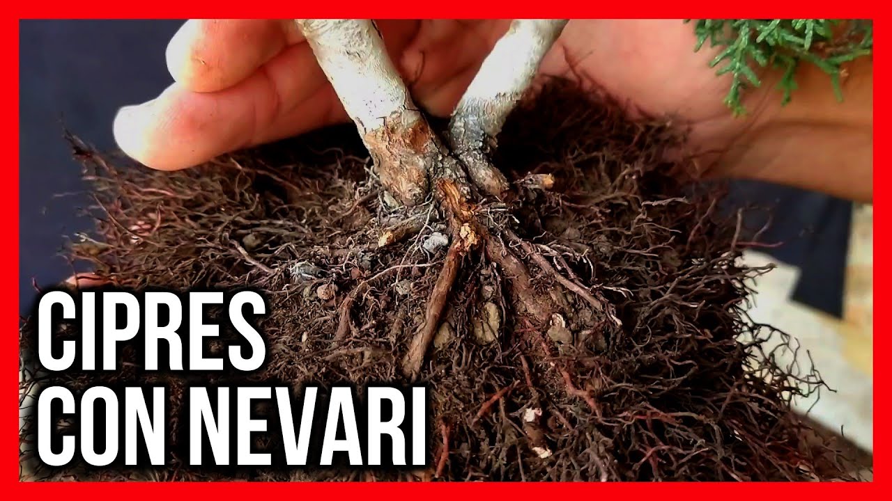 PRE BONSAI DE CIPRES PADRE E HIJO TRASPLANTE un pequeño conjunto de bonsai DE 3 AÑOS DESDE SEMILLA