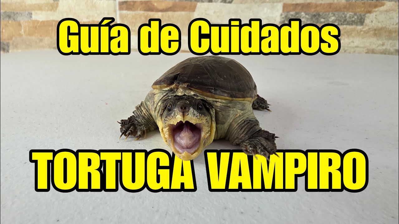 TORTUGA VAMPIRO - GUÍA COMPLETA DE CUIDADOS