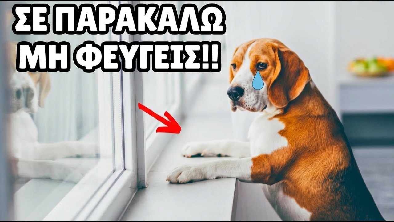 8 Πράγματα Που Πρέπει Να Αποφεύγεις Όταν Αφήνεις Τον Σκύλο Σου Μόνο 🐶🚫