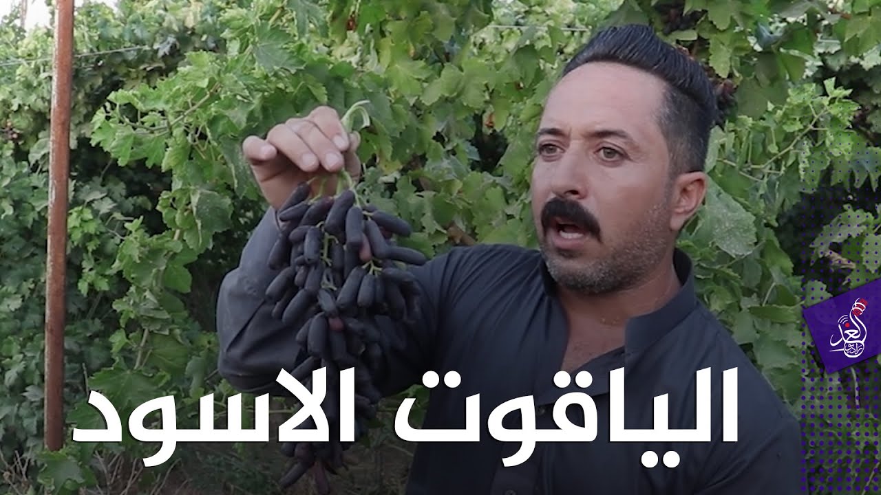 اول فلاح عراقي ينجح بزراعة عنب #الياقوت_الاسود  في قضاء #بلد 😍😋