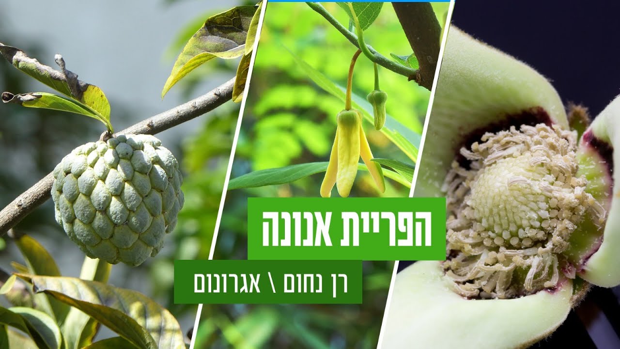 האבקת אנונה, כל מה שרציתם לדעת ולא העזתם לשאול