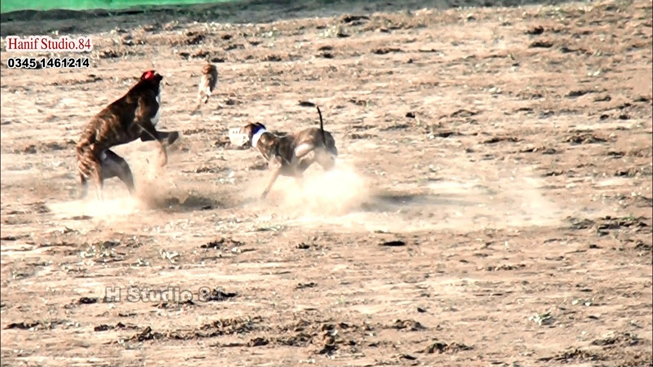 Grayhound Coursing Race Round 1(30) Dors Phalia Club 21 Jan 2025