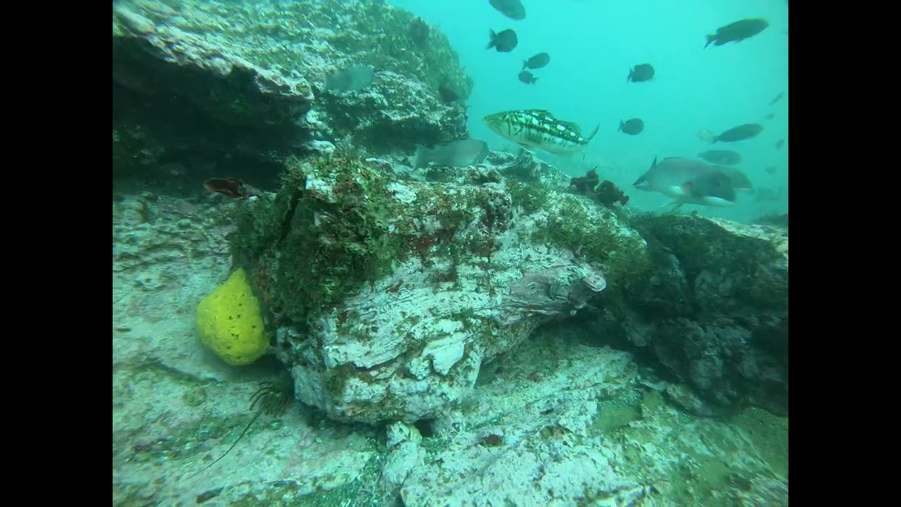 Tronco petrificado a 50' de profundidad, Agua Blanca, El Rosario B.c