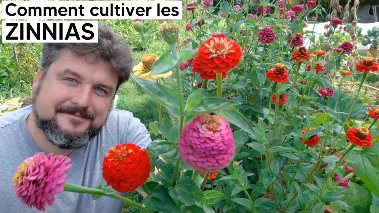 🌺Comment cultiver les ZINNIAS🌺
