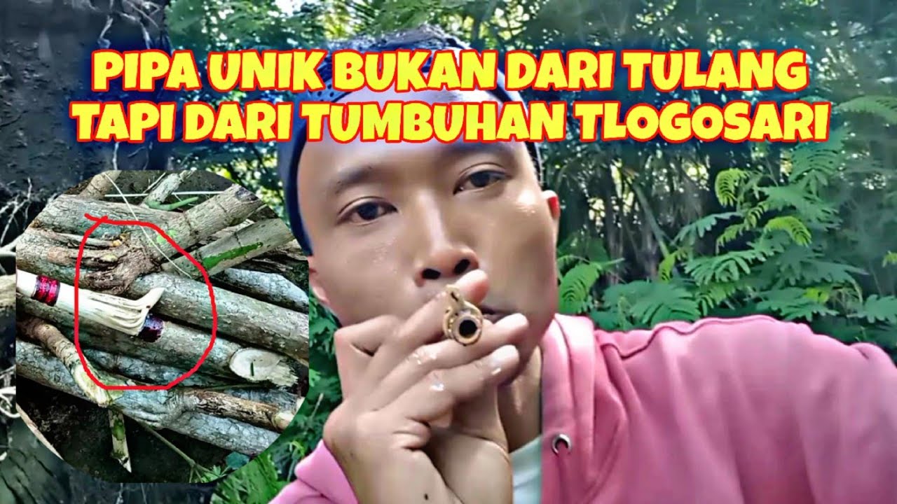 CARI BAHAN PIPA ROKOK DARI TUMBUHAN POHON AKAR TLOGOSARI ATAU RADEN KEKES DI HUTAN.