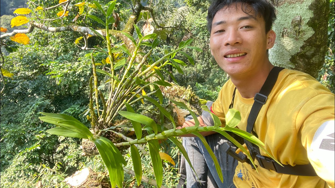 go hunting wild orchids , Hunter , go to the forest