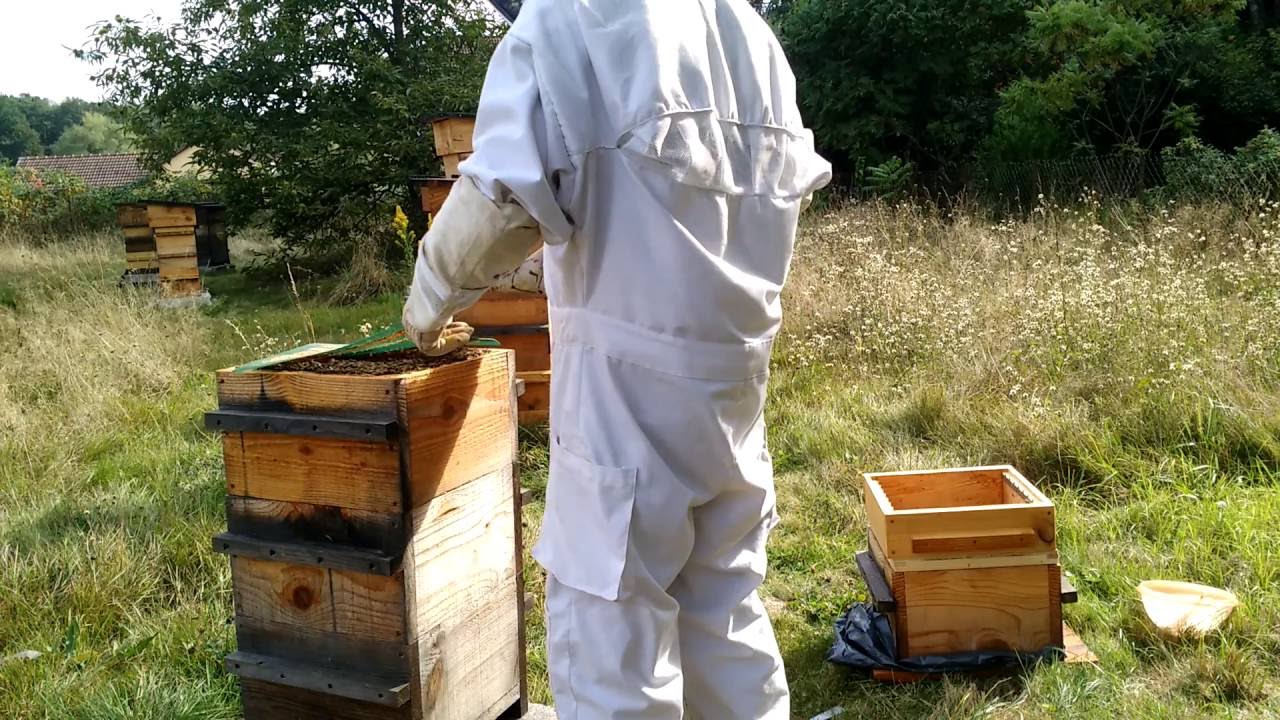 récolte d'une ruche warré avec un chasse abeille en septembre 2016