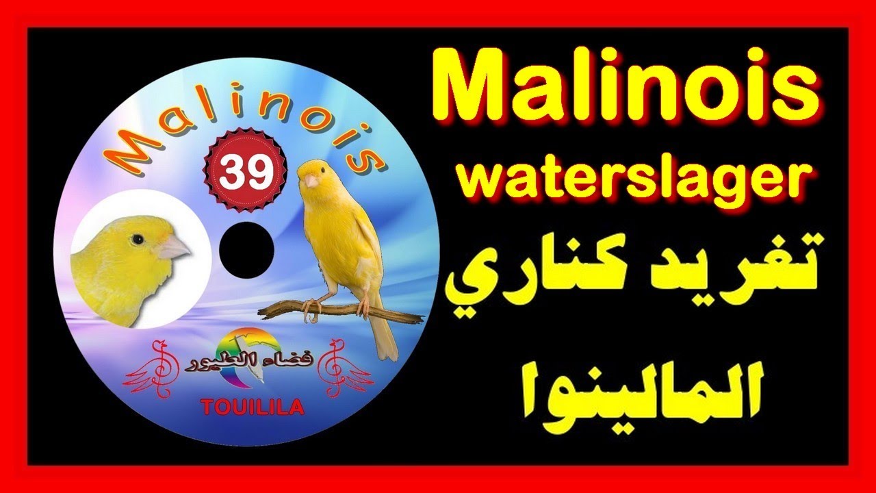 تغريد كناري المالينوا (الوتر سلاجر)CD Chant canari malinois