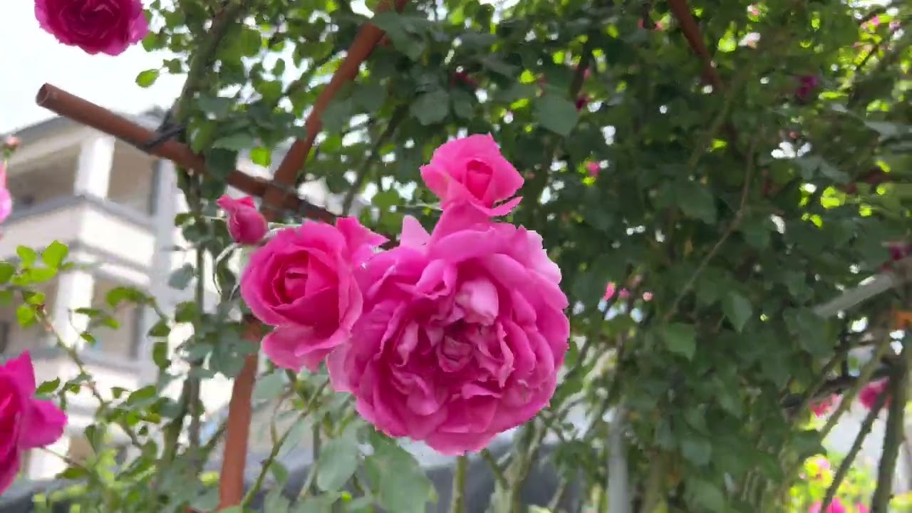 麻糬的後花園-大遊行拱門partII