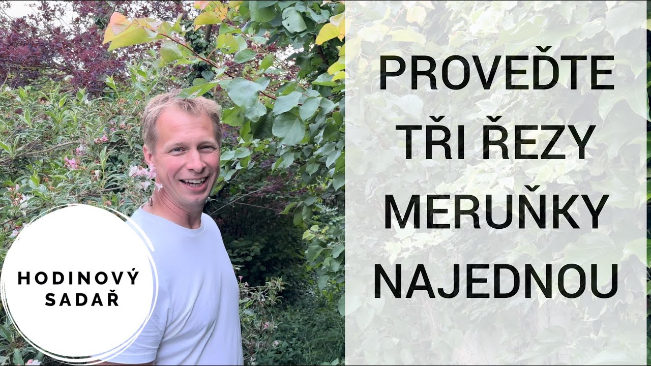 🌳 Tohle se naučte: 🌳 Šittův řez meruňky 🌳